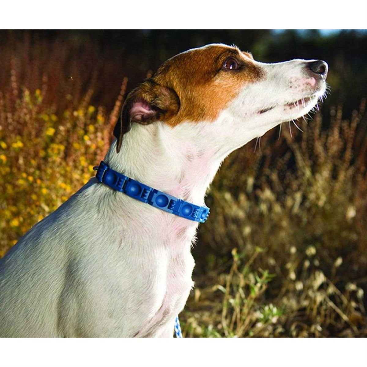 Dog Training Collar T7042