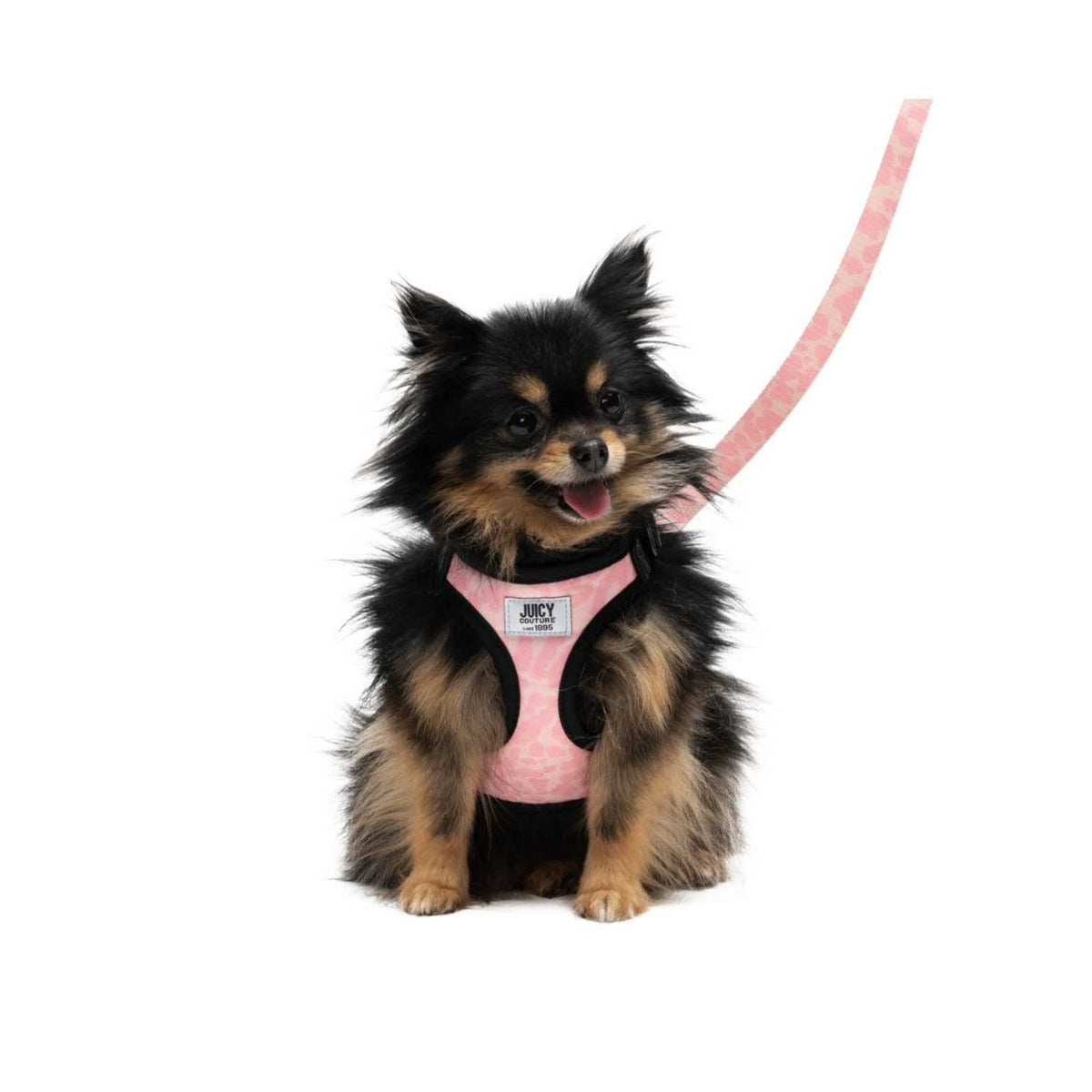 Harness & Leash Set Y461