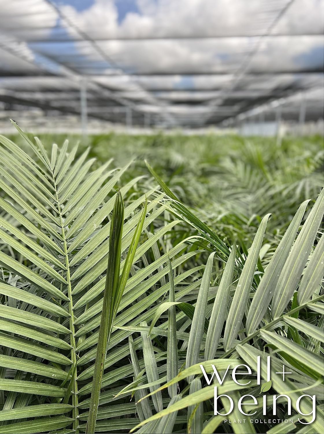 Majesty Palm Live Plant in Growers Pot, 3-4 Feet Tall K954