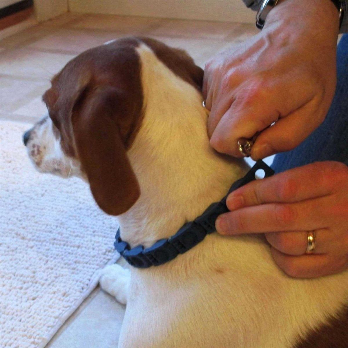 Dog Training Collar T7042