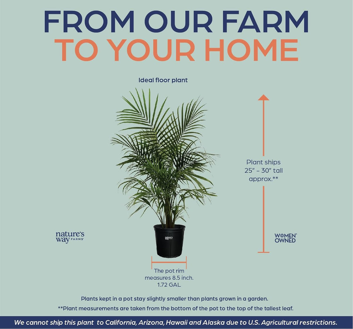 Majesty Palm Live Plant in Growers Pot, 3-4 Feet Tall K954