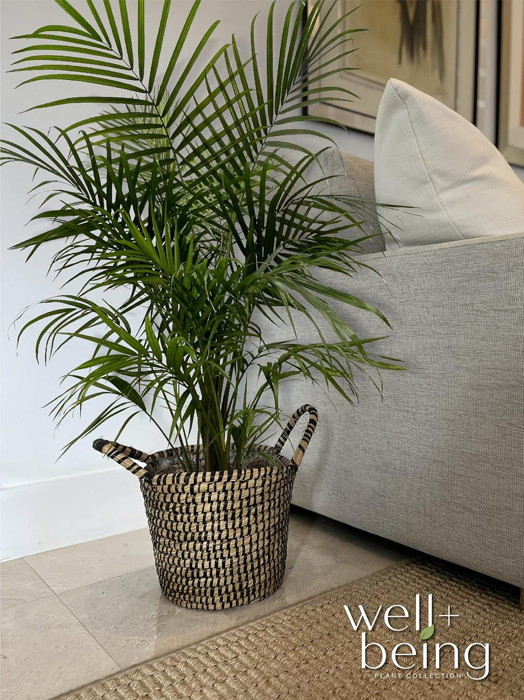 Majesty Palm Live Plant in Growers Pot, 3-4 Feet Tall K954