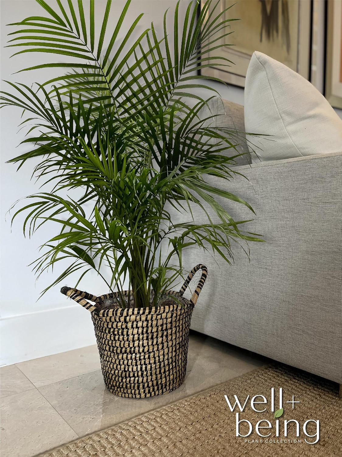 Majesty Palm Live Plant in Growers Pot, 3-4 Feet Tall K954