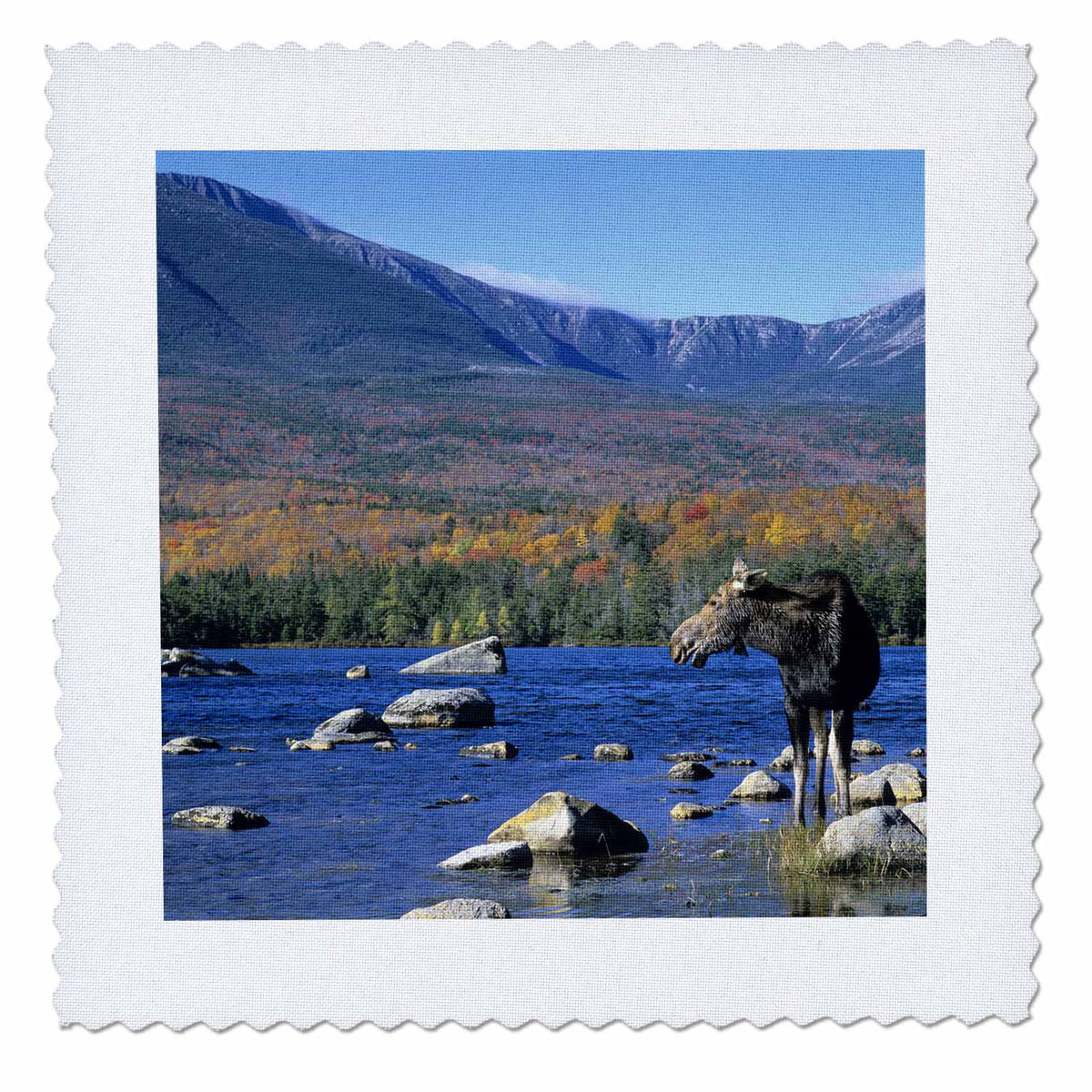 Cow Moose Wildlife Quilt Square 10 by 10-inch V78864