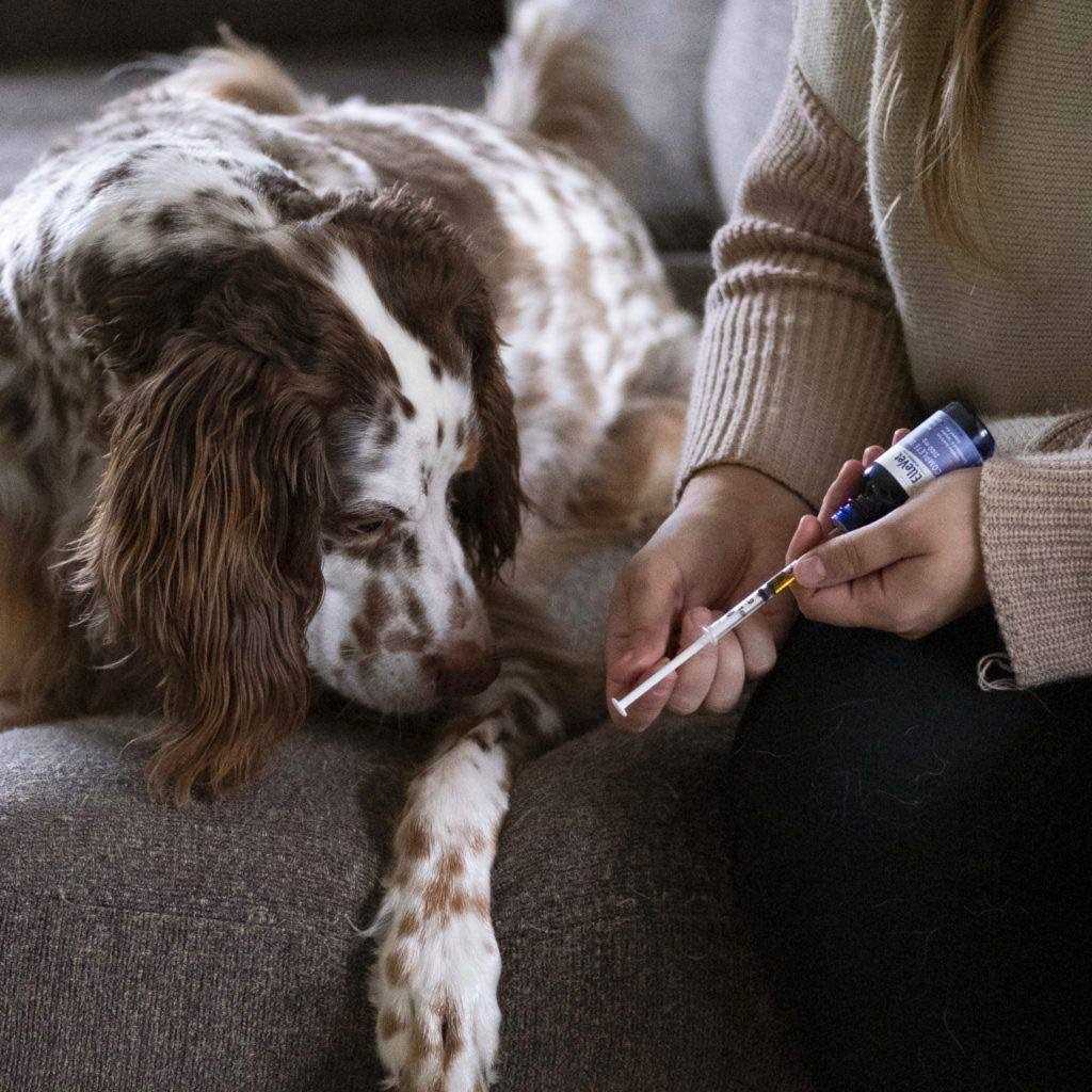 Hemp Oil For Dogs Q677