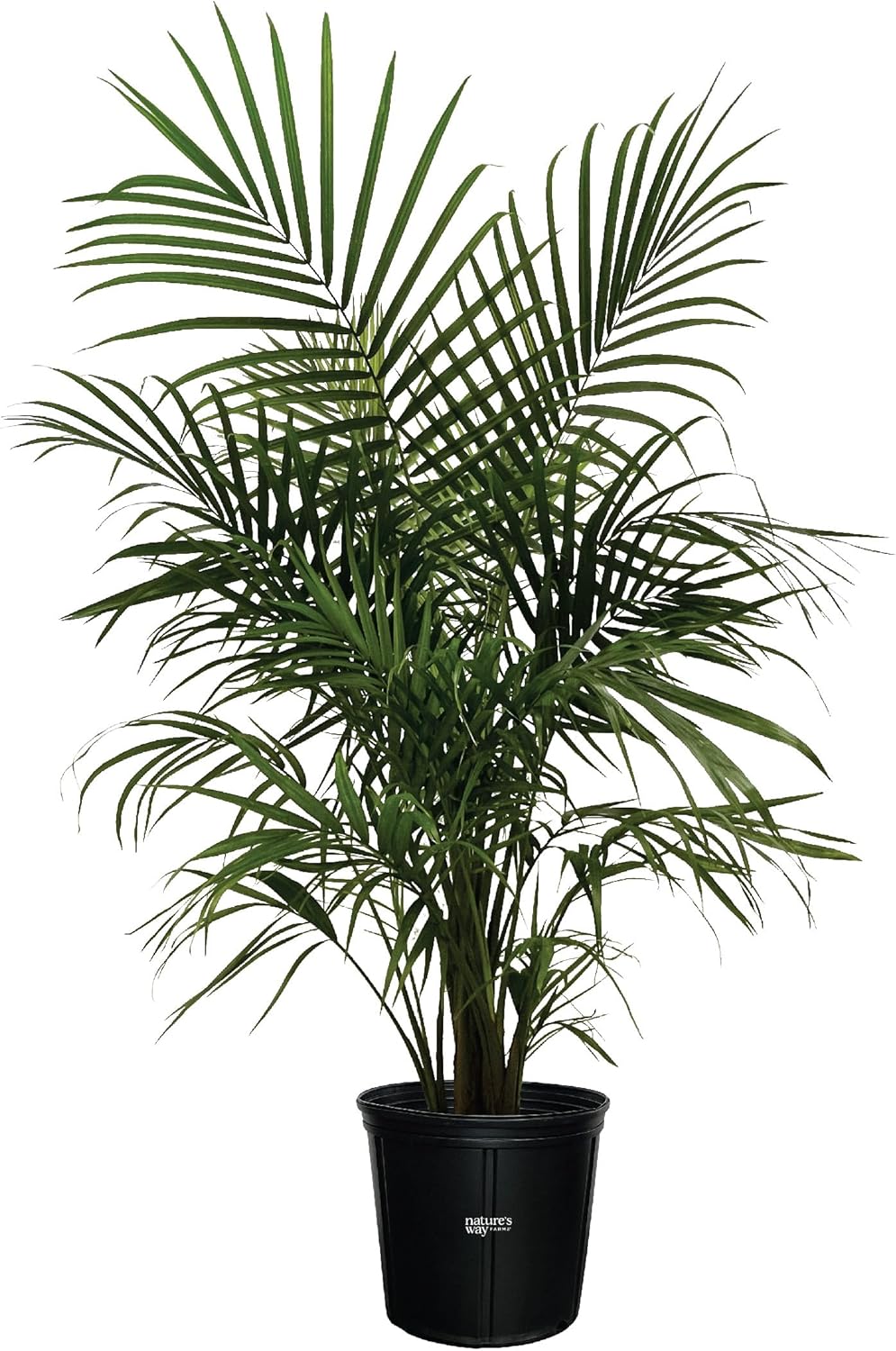 Majesty Palm Live Plant in Growers Pot, 3-4 Feet Tall K954