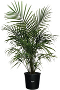 Majesty Palm Live Plant in Growers Pot, 3-4 Feet Tall K954