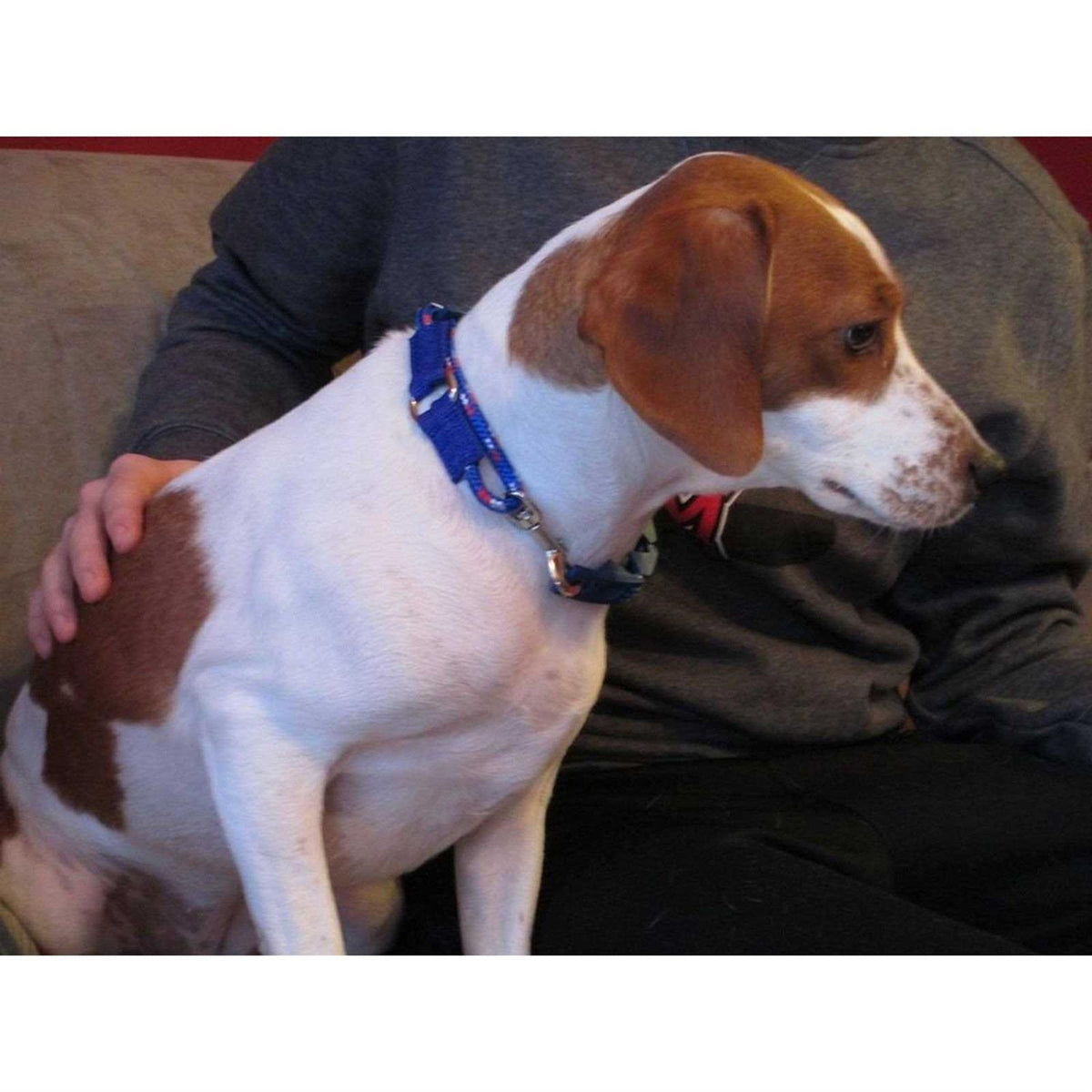 Dog Training Collar T7042