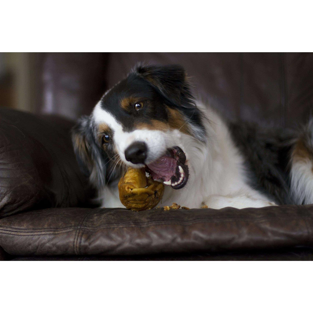 Dog Treats T73225