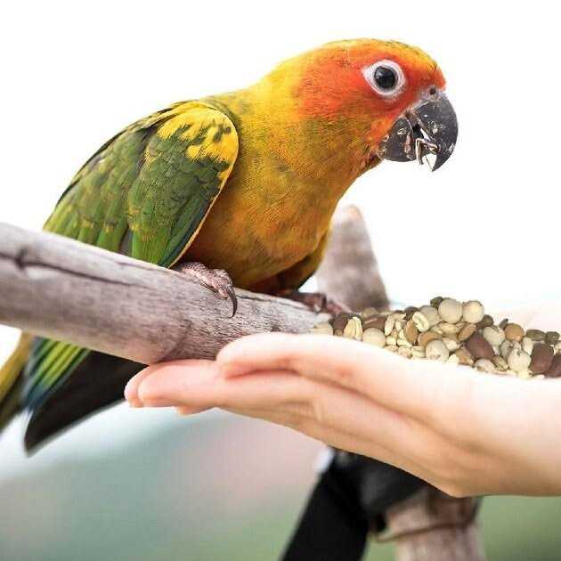 Sprout Blend Bird Treats M3944
